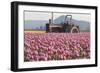 Tractor and Tulips II-Dana Styber-Framed Photographic Print