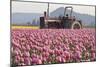 Tractor and Tulips II-Dana Styber-Mounted Photographic Print