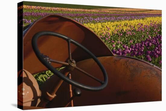 Tractor at the Tulip Festival, Woodburn, Oregon, USA-Michel Hersen-Stretched Canvas