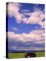 Tractor in Field, Eastern Washington, USA-Terry Eggers-Stretched Canvas