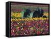 Tractor in the Tulip Field, Tulip Festival, Woodburn, Oregon, USA-Michel Hersen-Framed Stretched Canvas