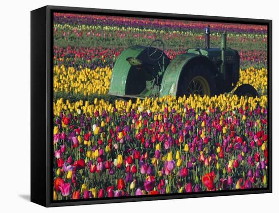 Tractor in the Tulip Field, Tulip Festival, Woodburn, Oregon, USA-Michel Hersen-Framed Stretched Canvas