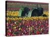 Tractor in the Tulip Field, Tulip Festival, Woodburn, Oregon, USA-Michel Hersen-Stretched Canvas