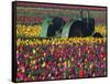 Tractor in the Tulip Field, Tulip Festival, Woodburn, Oregon, USA-Michel Hersen-Framed Stretched Canvas