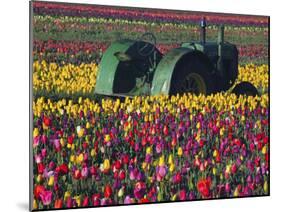 Tractor in the Tulip Field, Tulip Festival, Woodburn, Oregon, USA-Michel Hersen-Mounted Premium Photographic Print