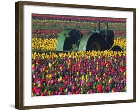 Tractor in the Tulip Field, Tulip Festival, Woodburn, Oregon, USA-Michel Hersen-Framed Photographic Print