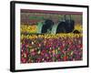 Tractor in the Tulip Field, Tulip Festival, Woodburn, Oregon, USA-Michel Hersen-Framed Photographic Print