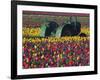 Tractor in the Tulip Field, Tulip Festival, Woodburn, Oregon, USA-Michel Hersen-Framed Photographic Print