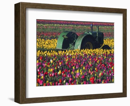 Tractor in the Tulip Field, Tulip Festival, Woodburn, Oregon, USA-Michel Hersen-Framed Photographic Print