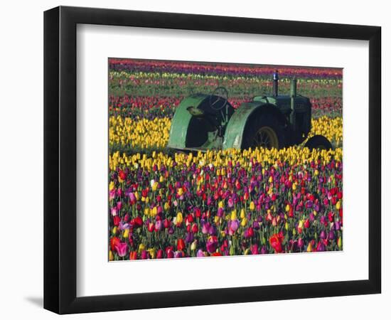 Tractor in the Tulip Field, Tulip Festival, Woodburn, Oregon, USA-Michel Hersen-Framed Photographic Print