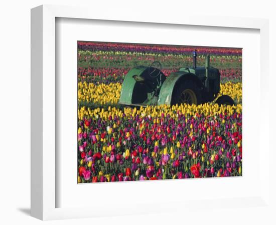 Tractor in the Tulip Field, Tulip Festival, Woodburn, Oregon, USA-Michel Hersen-Framed Photographic Print