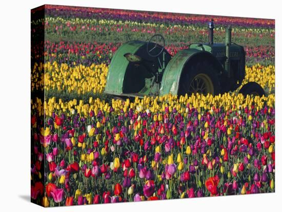 Tractor in the Tulip Field, Tulip Festival, Woodburn, Oregon, USA-Michel Hersen-Stretched Canvas