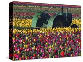 Tractor in the Tulip Field, Tulip Festival, Woodburn, Oregon, USA-Michel Hersen-Stretched Canvas