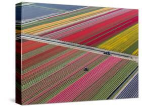 Tractor in Tulip Fields, North Holland, Netherlands-Peter Adams-Stretched Canvas