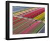 Tractor in Tulip Fields, North Holland, Netherlands-Peter Adams-Framed Premium Photographic Print