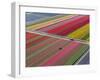 Tractor in Tulip Fields, North Holland, Netherlands-Peter Adams-Framed Premium Photographic Print