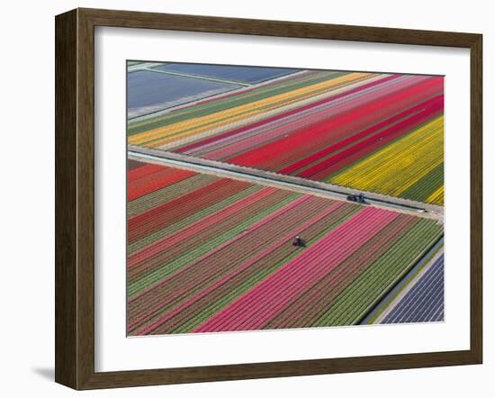 Tractor in Tulip Fields, North Holland, Netherlands-Peter Adams-Framed Photographic Print