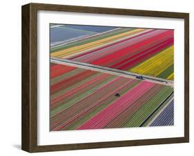 Tractor in Tulip Fields, North Holland, Netherlands-Peter Adams-Framed Photographic Print