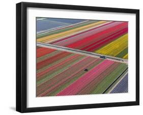 Tractor in Tulip Fields, North Holland, Netherlands-Peter Adams-Framed Photographic Print