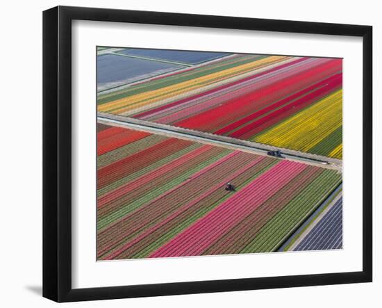 Tractor in Tulip Fields, North Holland, Netherlands-Peter Adams-Framed Photographic Print