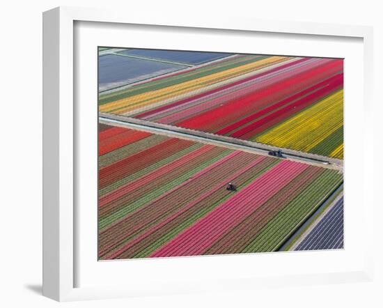 Tractor in Tulip Fields, North Holland, Netherlands-Peter Adams-Framed Photographic Print