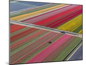 Tractor in Tulip Fields, North Holland, Netherlands-Peter Adams-Mounted Photographic Print