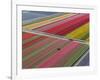 Tractor in Tulip Fields, North Holland, Netherlands-Peter Adams-Framed Photographic Print