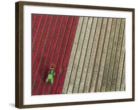 Tractor in Tulip Fields, North Holland, Netherlands-Peter Adams-Framed Photographic Print
