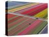 Tractor in Tulip Fields, North Holland, Netherlands-Peter Adams-Stretched Canvas