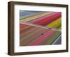 Tractor in Tulip Fields, North Holland, Netherlands-Peter Adams-Framed Photographic Print