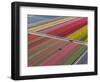 Tractor in Tulip Fields, North Holland, Netherlands-Peter Adams-Framed Photographic Print