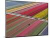 Tractor in Tulip Fields, North Holland, Netherlands-Peter Adams-Mounted Photographic Print