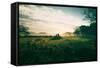 Tractor Landscape, Misty Sonoma County Morning, Bay Area-Vincent James-Framed Stretched Canvas