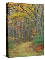 Tractor Road in the Woods on the Steele Farm, Kennebunkport, Maine, USA-Jerry & Marcy Monkman-Stretched Canvas