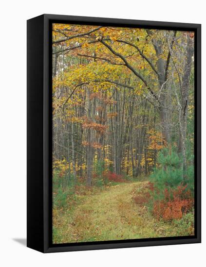 Tractor Road in the Woods on the Steele Farm, Kennebunkport, Maine, USA-Jerry & Marcy Monkman-Framed Stretched Canvas
