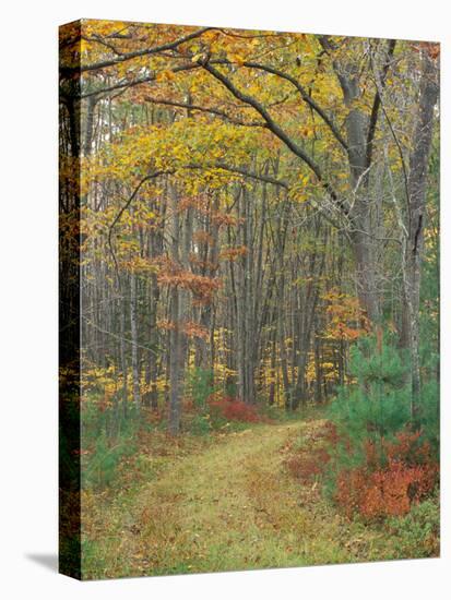 Tractor Road in the Woods on the Steele Farm, Kennebunkport, Maine, USA-Jerry & Marcy Monkman-Stretched Canvas