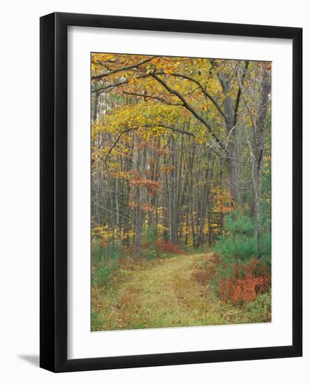 Tractor Road in the Woods on the Steele Farm, Kennebunkport, Maine, USA-Jerry & Marcy Monkman-Framed Photographic Print