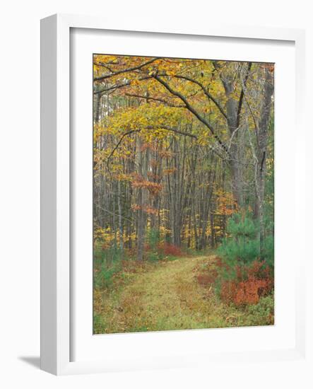 Tractor Road in the Woods on the Steele Farm, Kennebunkport, Maine, USA-Jerry & Marcy Monkman-Framed Photographic Print