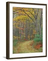 Tractor Road in the Woods on the Steele Farm, Kennebunkport, Maine, USA-Jerry & Marcy Monkman-Framed Photographic Print