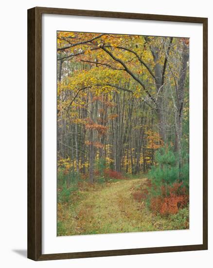 Tractor Road in the Woods on the Steele Farm, Kennebunkport, Maine, USA-Jerry & Marcy Monkman-Framed Photographic Print