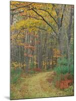 Tractor Road in the Woods on the Steele Farm, Kennebunkport, Maine, USA-Jerry & Marcy Monkman-Mounted Photographic Print