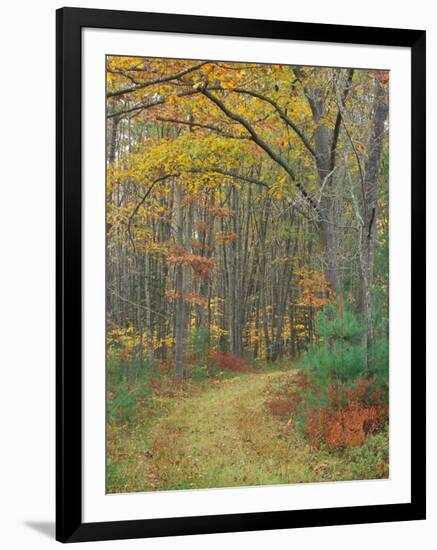 Tractor Road in the Woods on the Steele Farm, Kennebunkport, Maine, USA-Jerry & Marcy Monkman-Framed Photographic Print