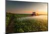 Tractor Spraying Pesticides on Vegetable Field with Sprayer at Spring-Fotokostic-Mounted Photographic Print