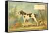 Trade Card of a Hound Dog in the Forest-null-Framed Stretched Canvas