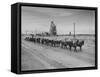 Trademark Twenty Mule Team of the US Borax Co. Pulling Wagon Loaded with Borax-Ralph Crane-Framed Stretched Canvas