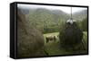 Traditional Alpine Agriculture With Hayrick And Grazing Cow (Bos Taurus) Amidst Woodland. Romania-David Woodfall-Framed Stretched Canvas