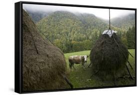 Traditional Alpine Agriculture With Hayrick And Grazing Cow (Bos Taurus) Amidst Woodland. Romania-David Woodfall-Framed Stretched Canvas