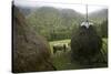 Traditional Alpine Agriculture With Hayrick And Grazing Cow (Bos Taurus) Amidst Woodland. Romania-David Woodfall-Stretched Canvas