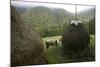 Traditional Alpine Agriculture With Hayrick And Grazing Cow (Bos Taurus) Amidst Woodland. Romania-David Woodfall-Mounted Photographic Print