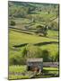 Traditional Barns and Dry Stone Walls in Swaledale, Yorkshire Dales National Park, England-John Woodworth-Mounted Photographic Print